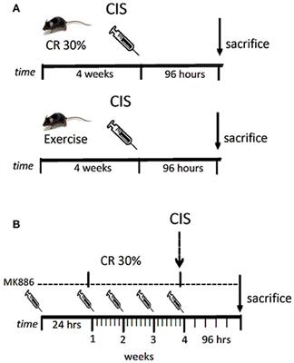 Caloric Restriction Is More Efficient than Physical Exercise to Protect from Cisplatin Nephrotoxicity via PPAR-Alpha Activation